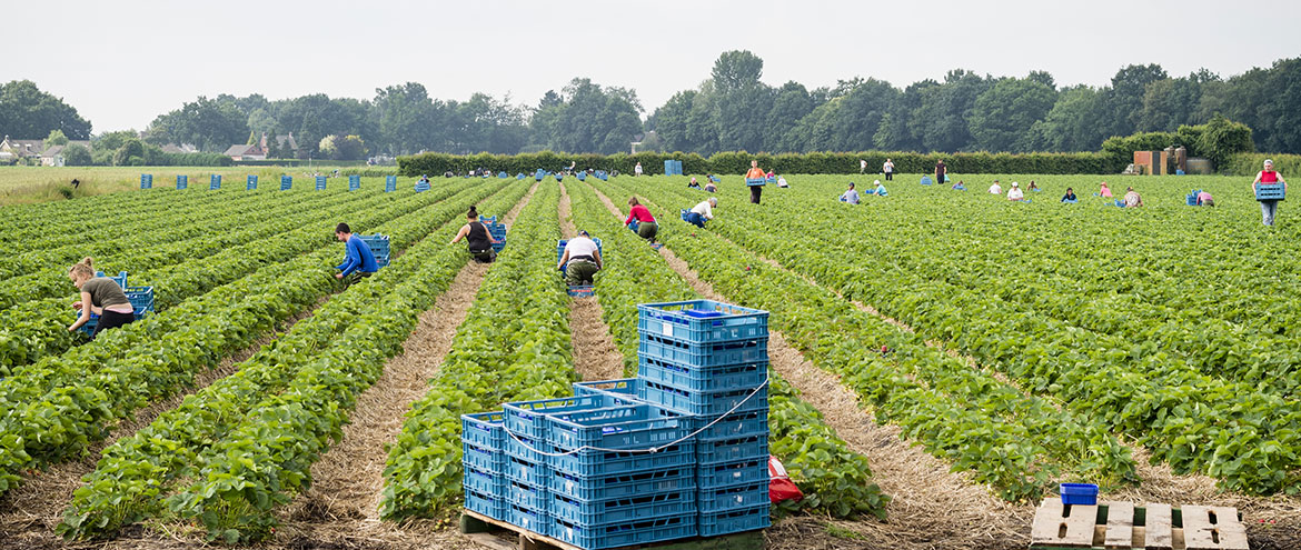 workers-picking-fruit.jpg