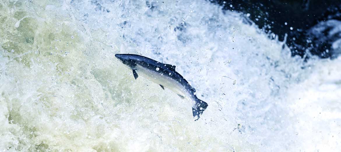 atlantic-salmon.jpg