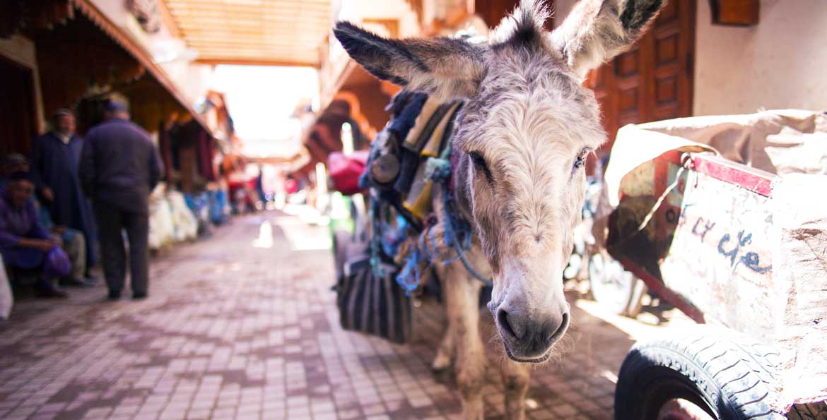 donkey-market.jpg